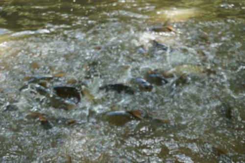 Program Lawatan KP Ke Hulu Perak (Royal Belum)