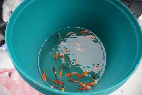 Program Lawatan KP Ke Hulu Perak (Royal Belum)