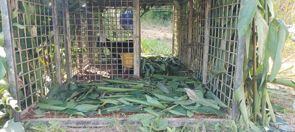 SK Bihai teruskan PdPR susulan gangguan harimau
