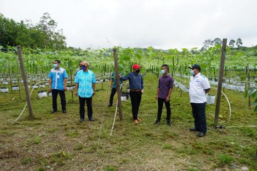 Tinjauan Usahawan OA Pahang berjaya dalam bidang pertanian di Kampung Orang Asli Sungai Bilut, Raub
