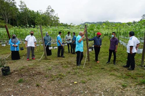 Tinjauan Usahawan OA Pahang berjaya dalam bidang pertanian di Kampung Orang Asli Sungai Bilut, Raub