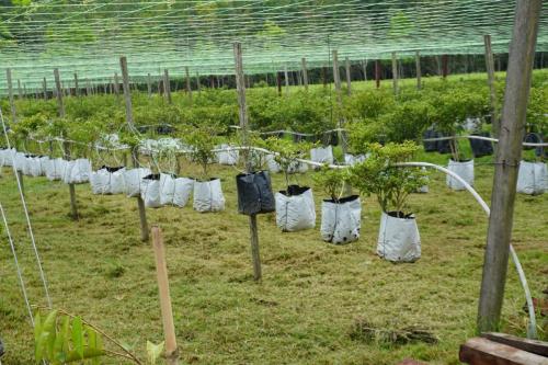 Tinjauan Usahawan OA Pahang berjaya dalam bidang pertanian di Kampung Orang Asli Sungai Bilut, Raub