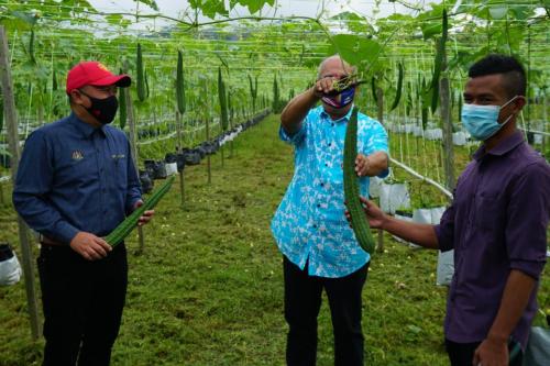 Tinjauan Usahawan OA Pahang berjaya dalam bidang pertanian di Kampung Orang Asli Sungai Bilut, Raub