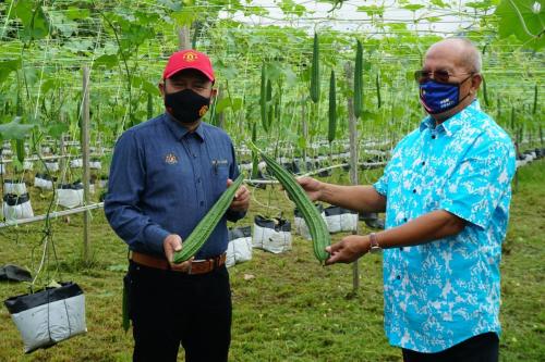 Tinjauan Usahawan OA Pahang berjaya dalam bidang pertanian di Kampung Orang Asli Sungai Bilut, Raub