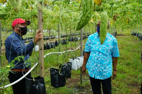 Tinjauan Usahawan OA Pahang berjaya dalam bidang pertanian di Kampung Orang Asli Sungai Bilut, Raub