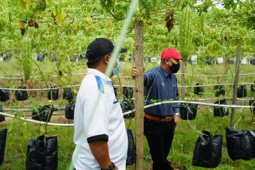 Tinjauan Usahawan OA Pahang berjaya dalam bidang pertanian di Kampung Orang Asli Sungai Bilut, Raub